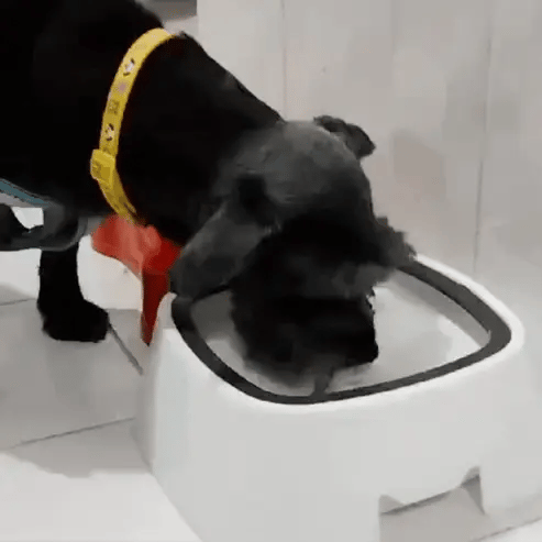 Bebedero antiderrame para mascotas